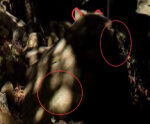Critter-crop.jpg