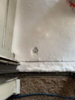 Cat says no to snow.jpg
